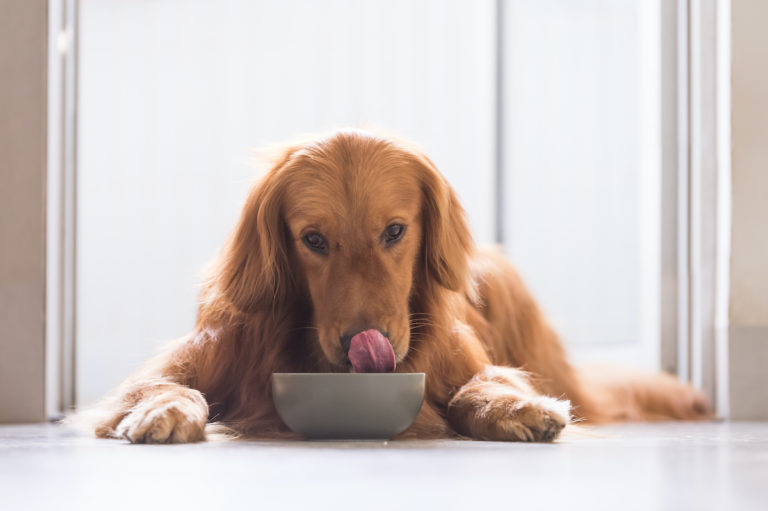 dog eating from its food bowl