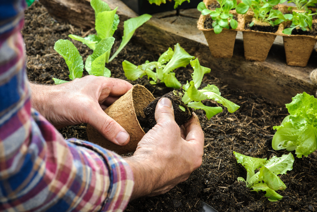 a farmer planting seedlings in vegetable garden