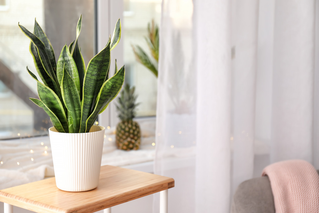 a snake plant sitting on a wooden table