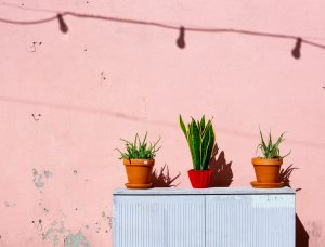 can snake plants live outside