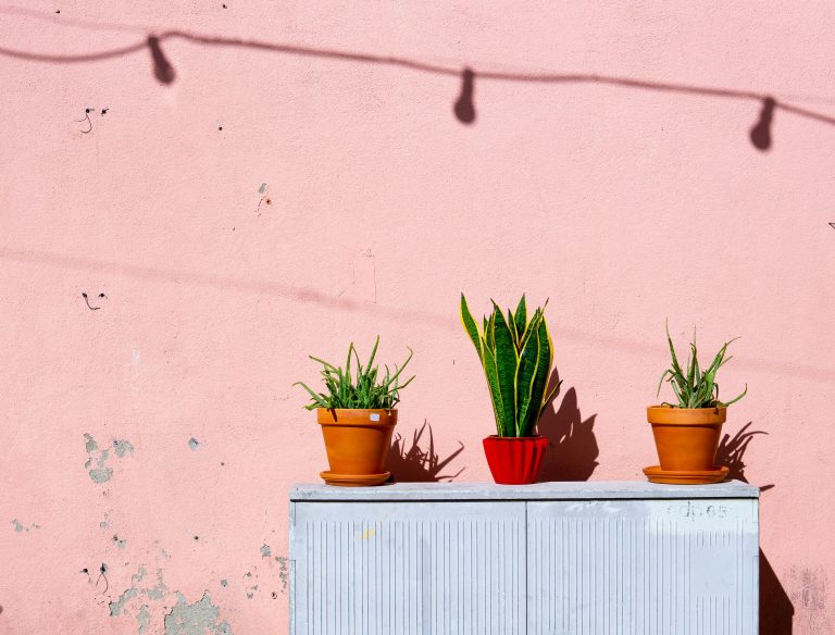 can snake plants live outside