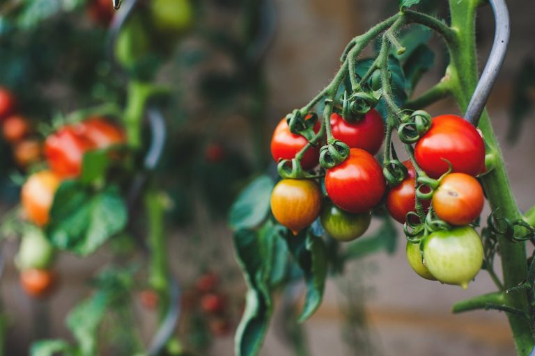 close-up of homegrown tomatoes