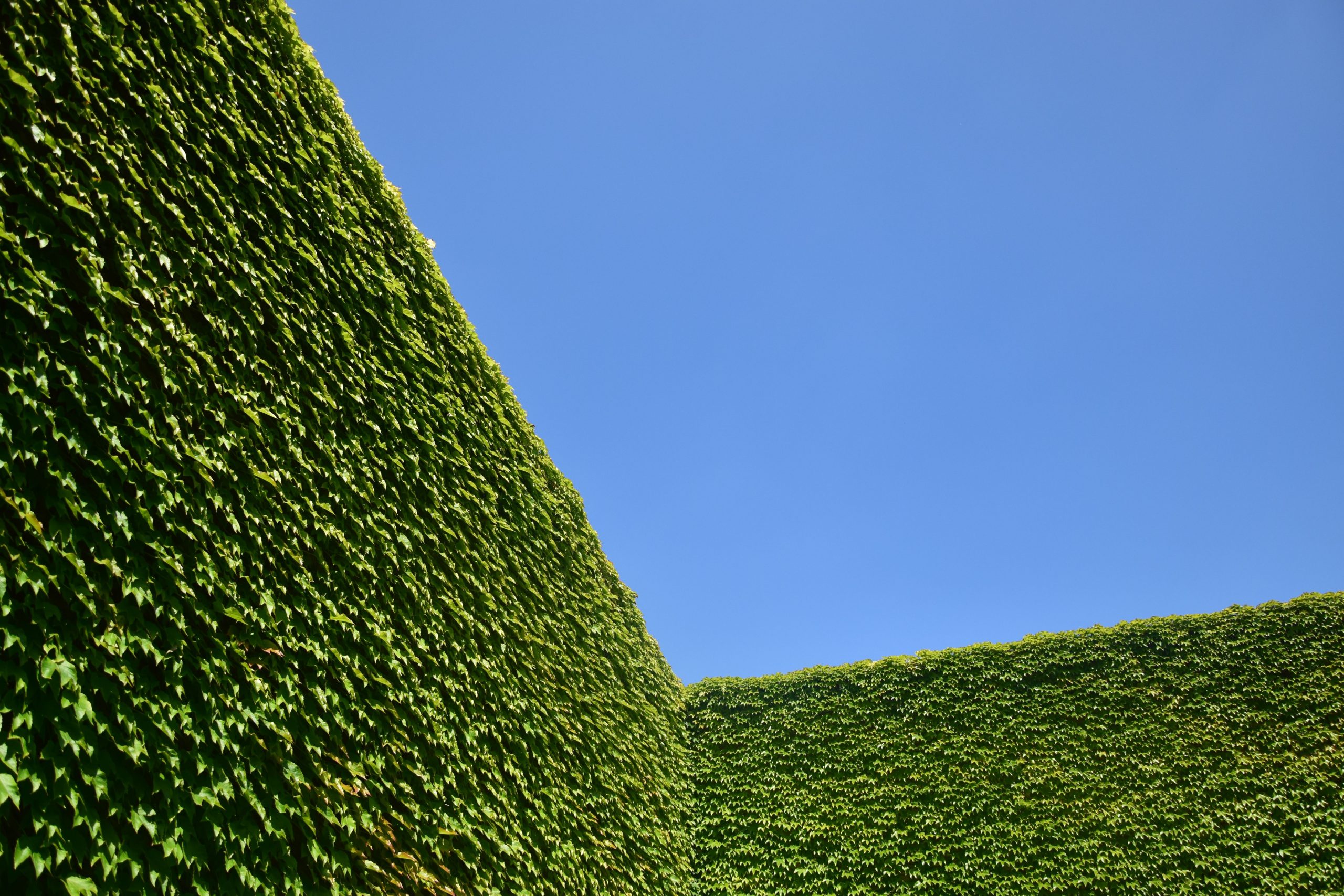 close-up of hedges