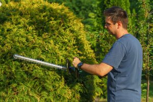 man trimming hedges