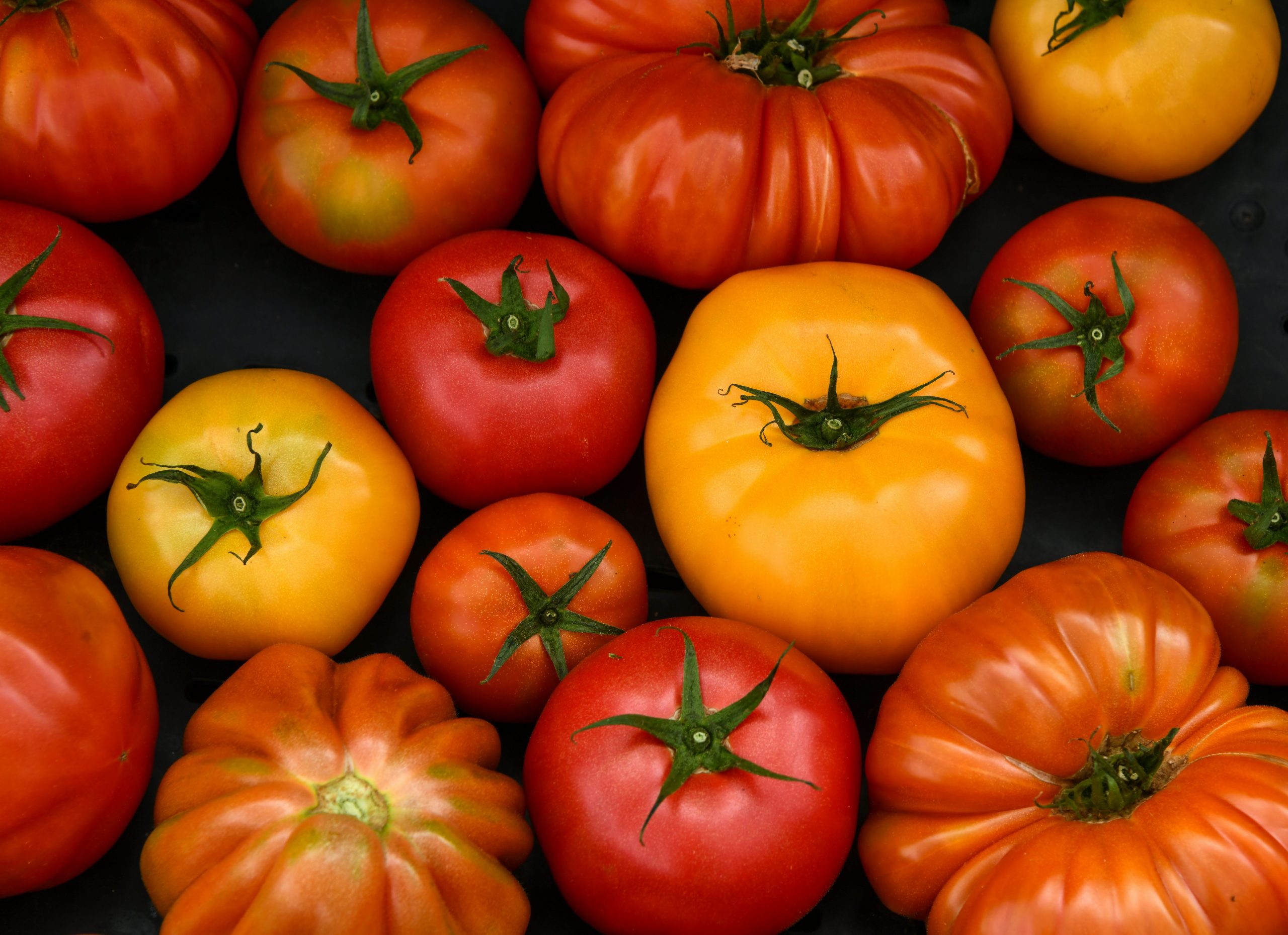 different varieties of tomatoes