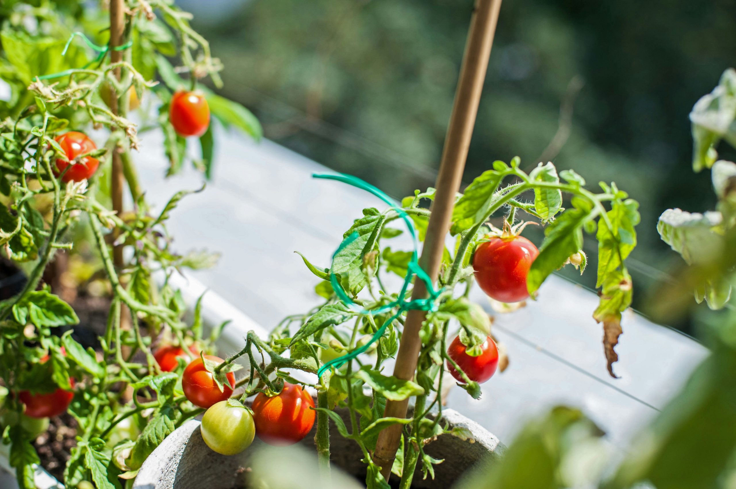 tomatoes in pots